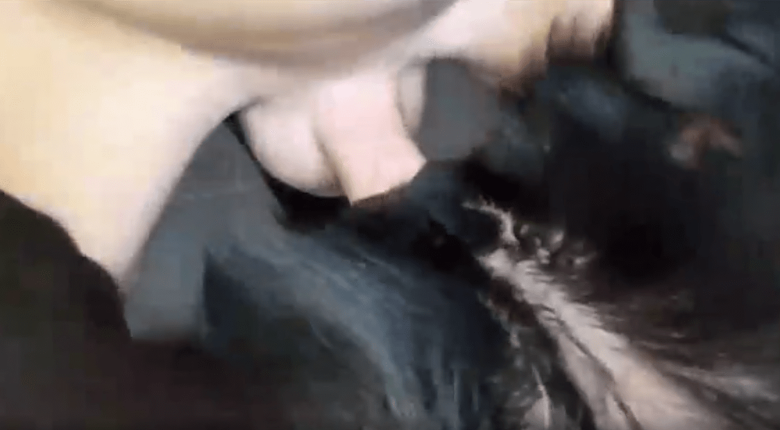 兴奋的男人操狗屁股并射在它的毛上