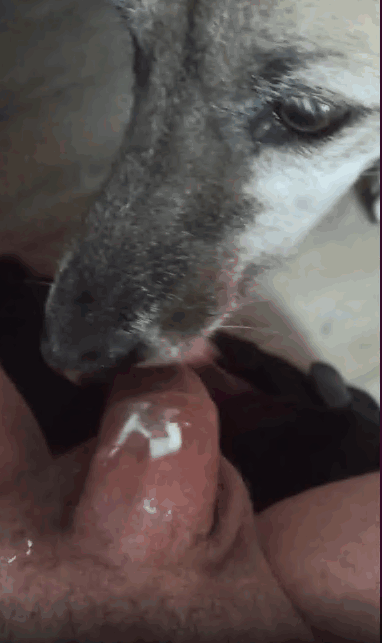 狗舔主人勃起的阴茎，让他感觉良好