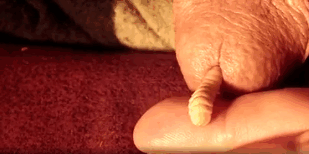 裸体男性将蠕虫插入鸡巴以获得额外的辛辣独奏快感