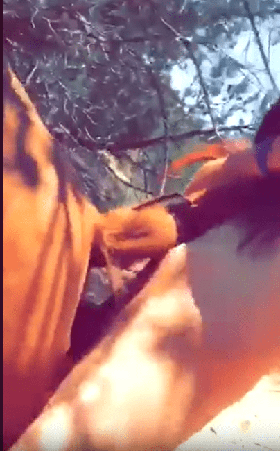 兴奋的男人尝试以简单的与马进行户外性爱