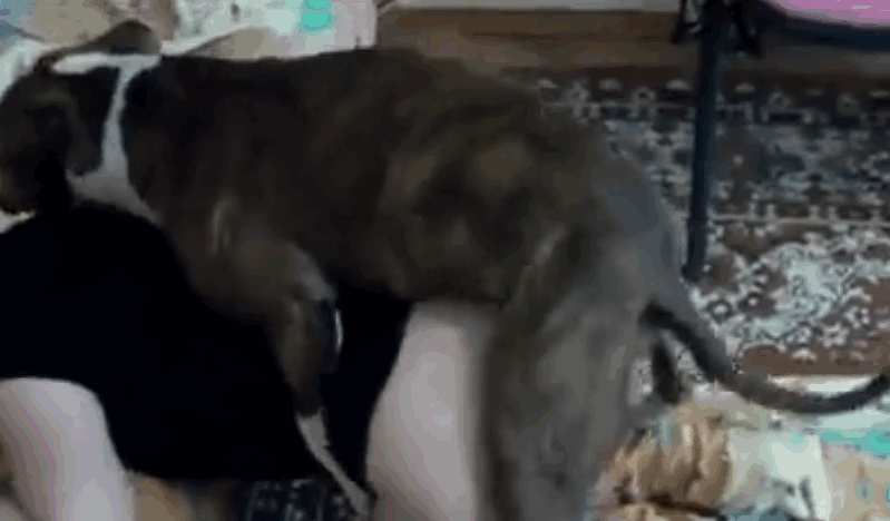 性感动物与淫荡的熟女发生性关系